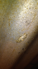 Dichocrocis sabatalis