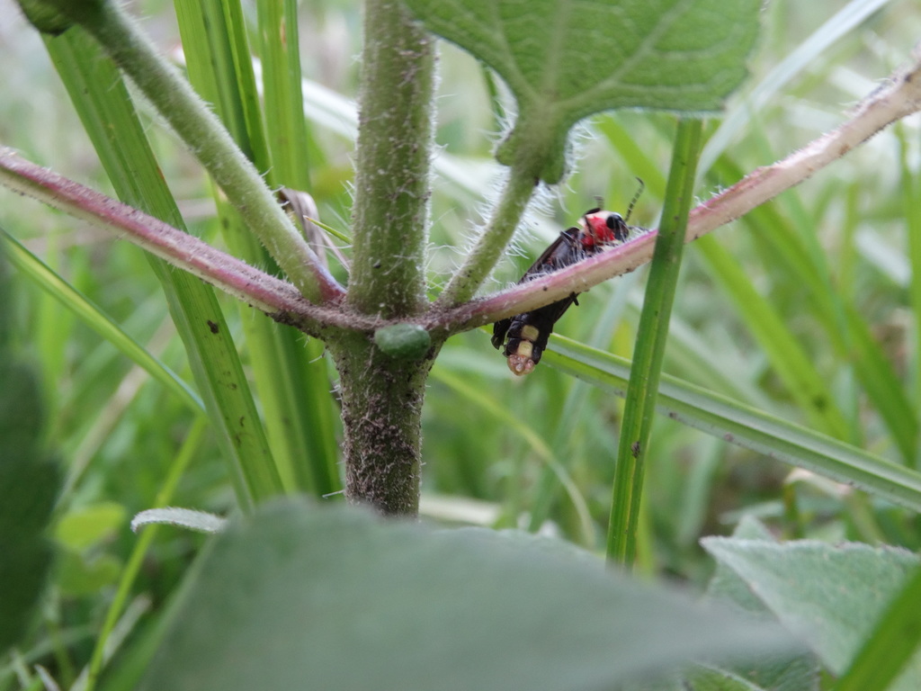 Photinus productus