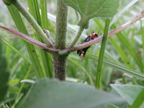 Photinus productus
