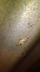 Dichocrocis sabatalis