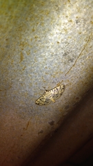 Dichocrocis sabatalis