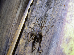 Pleioplectron gubernator