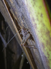 Pleioplectron gubernator