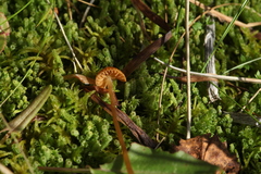 Paludella squarrosa