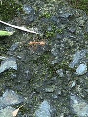 Oecophylla smaragdina