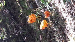 Lilium humboldtii