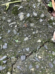 Oecophylla smaragdina