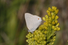 Satyrium sylvinus dryope