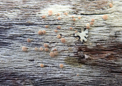 Lecanora flavopallida
