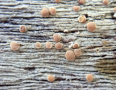 Lecanora flavopallida