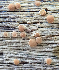 Lecanora flavopallida