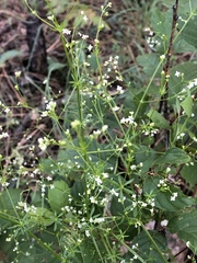 Galium mexicanum