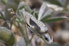 Satyrium behrii