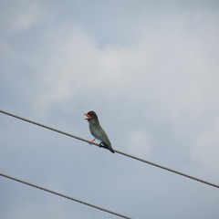 Eurystomus orientalis pacificus