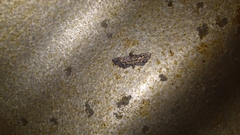 Eurrhyparodes splendens