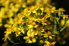 Eristalis tenax