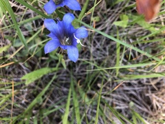 Gentiana newberryi newberryi
