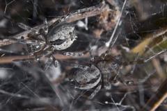 Phryganoporus candidus