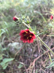 Potentilla thurberi