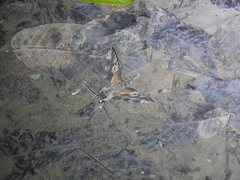 Erinnyis oenotrus