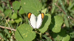 Colotis etrida