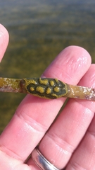 Botryllus