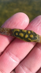 Botryllus
