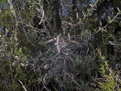 Phryganoporus candidus