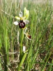 Ophrys exaltata splendida