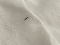 Insecta