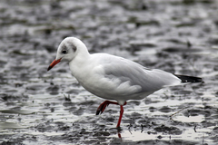 Chroicocephalus ridibundus