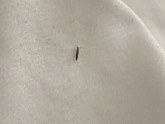 Insecta