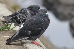 Columba livia domestica