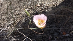 Calochortus plummerae