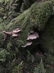Entoloma byssisedum