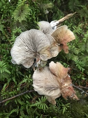 Entoloma byssisedum