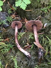 Cortinarius anthracinus