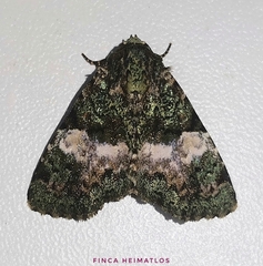 Eudyops fuscoviridis