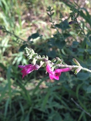 Salvia lemmonii