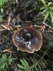 Cortinarius anthracinus