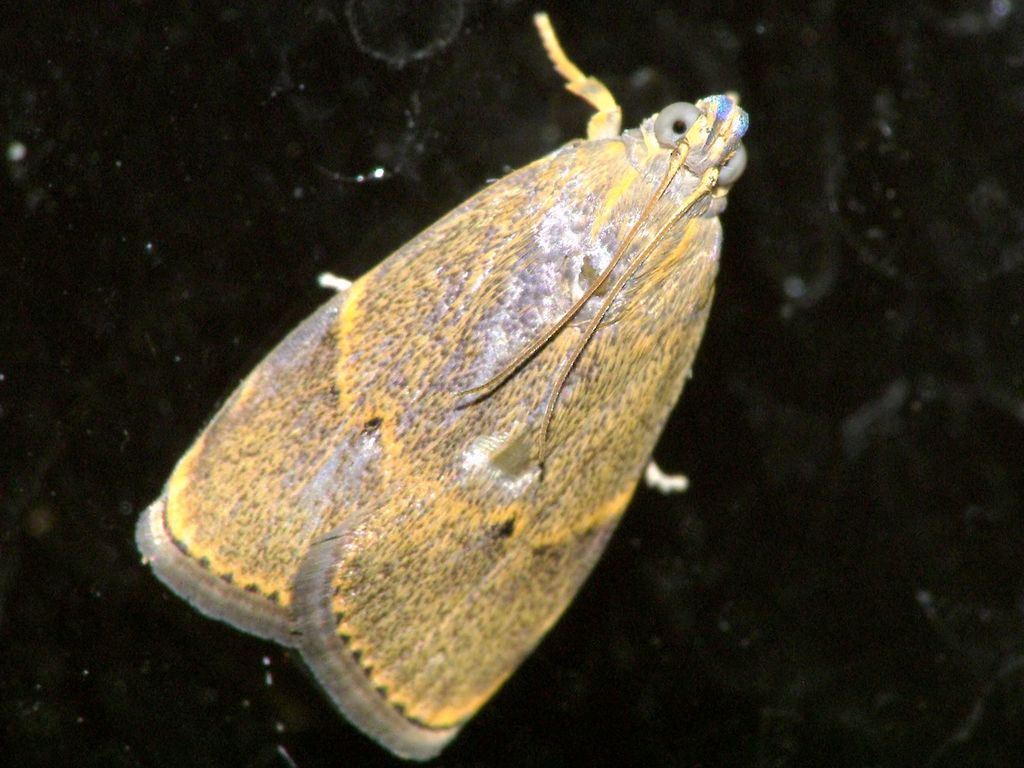 Moth