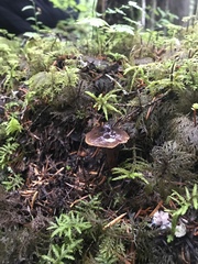 Cortinarius anthracinus