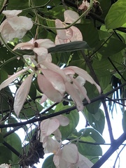 Mussaenda