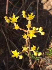 Dudleya variegata