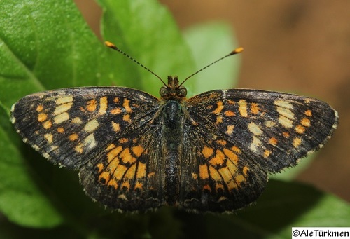 Mexican Crescent