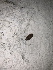 Porcellio spinicornis