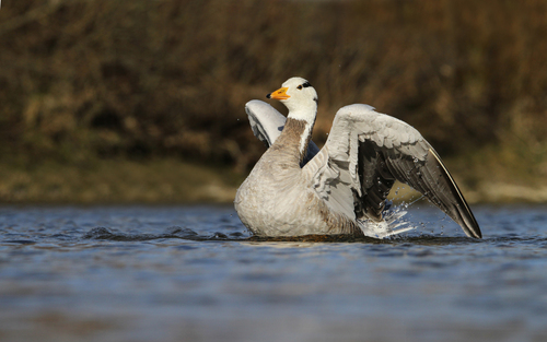 Bar-headed Goose