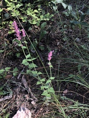Agastache breviflora