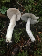 Tricholoma virgatum