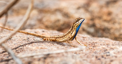 Sitana